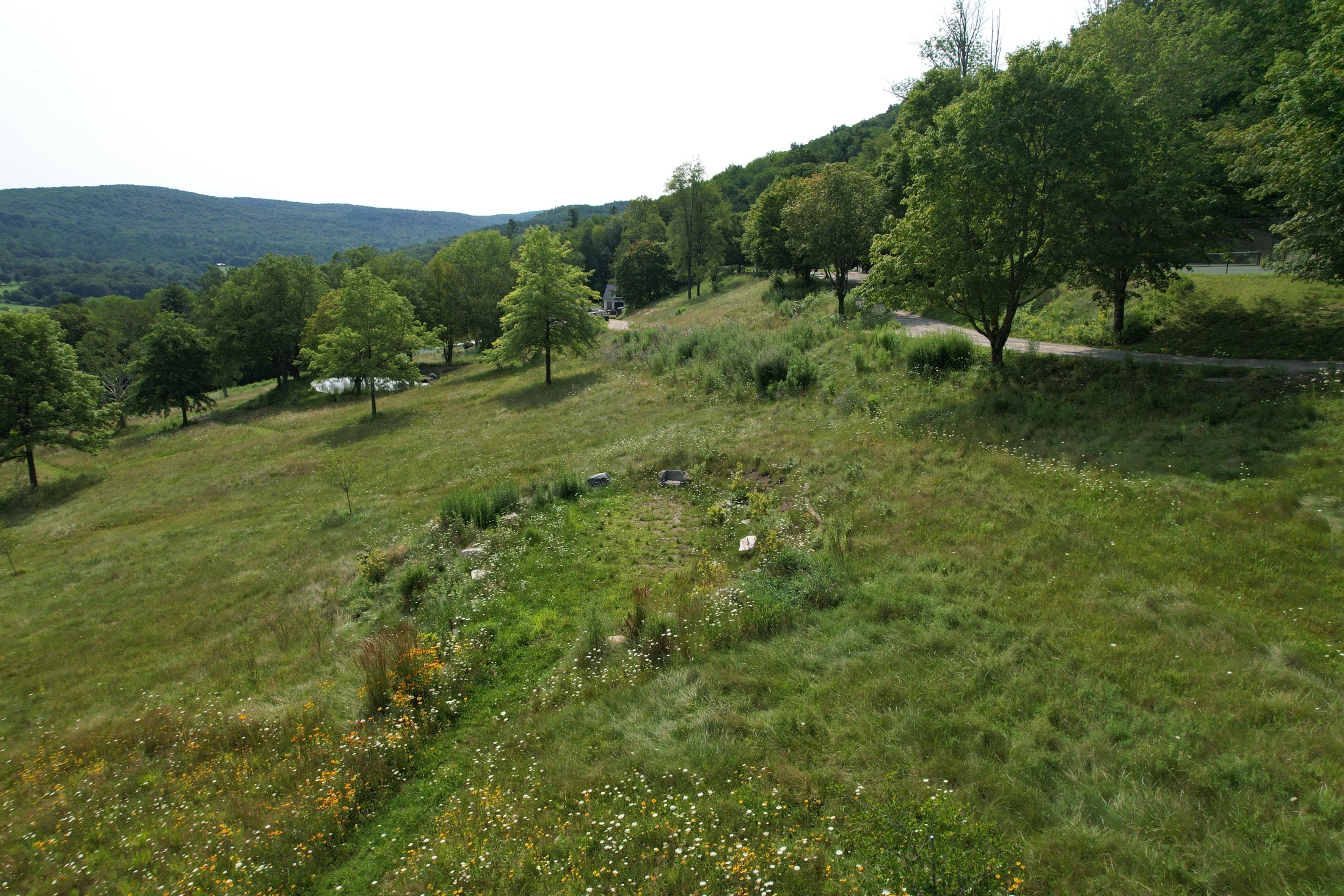 A mown route follows the edge of the meadow