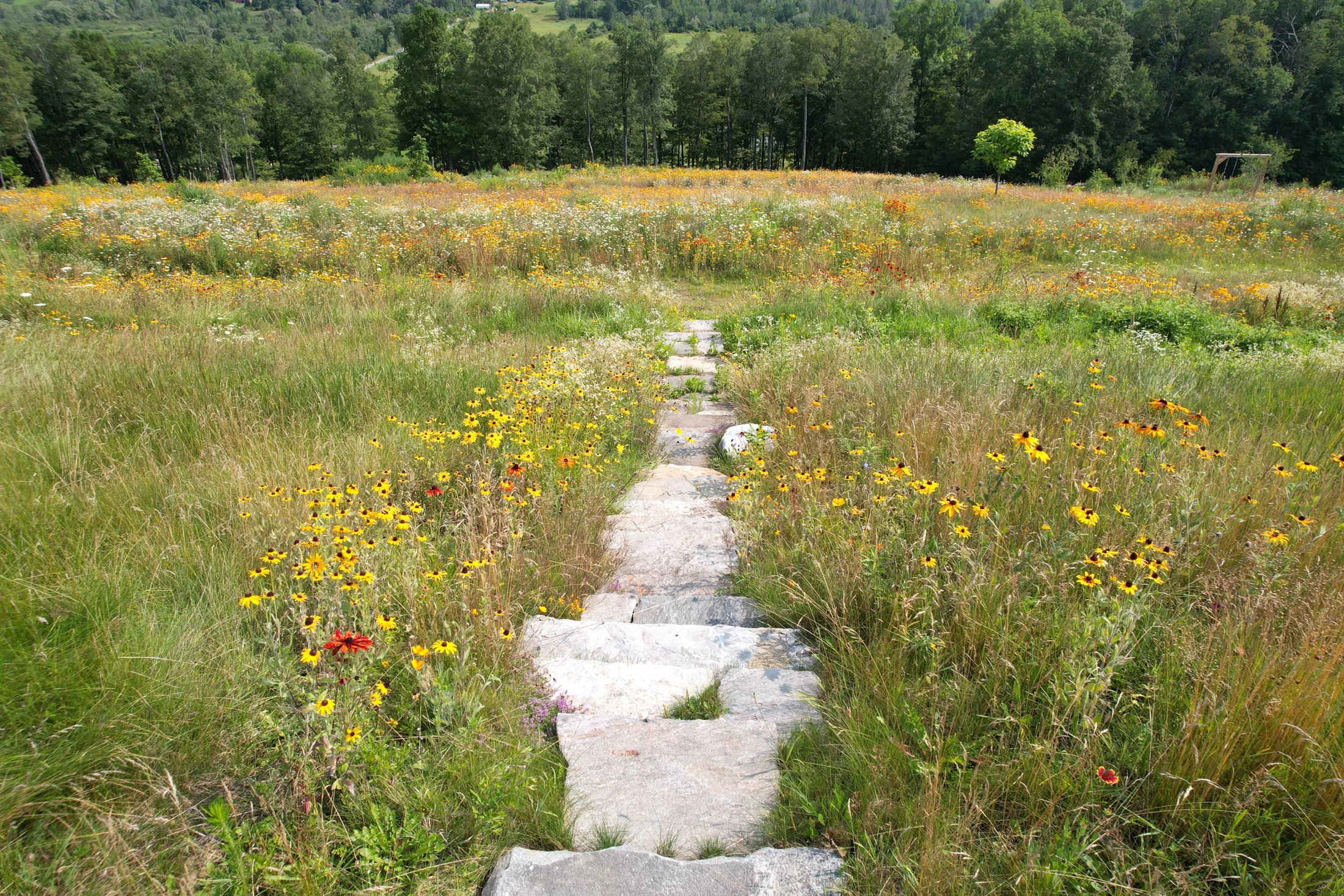 Stone steppers through meadow grasses and wildflowers