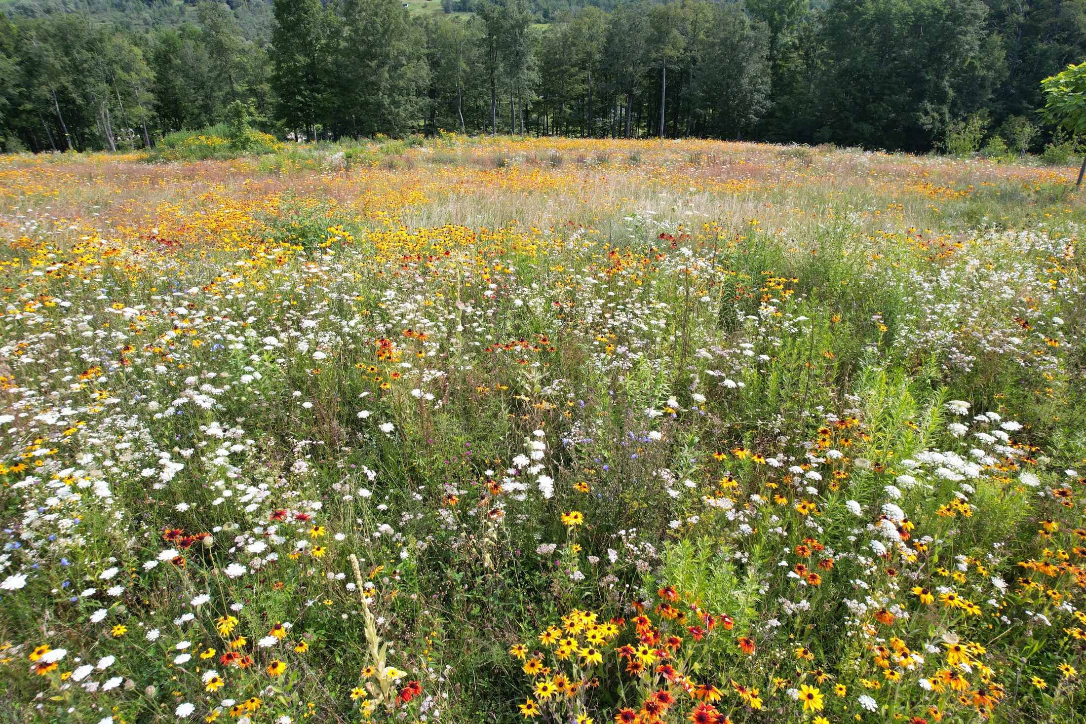 White and yellow wildflowers among the meadow grasses