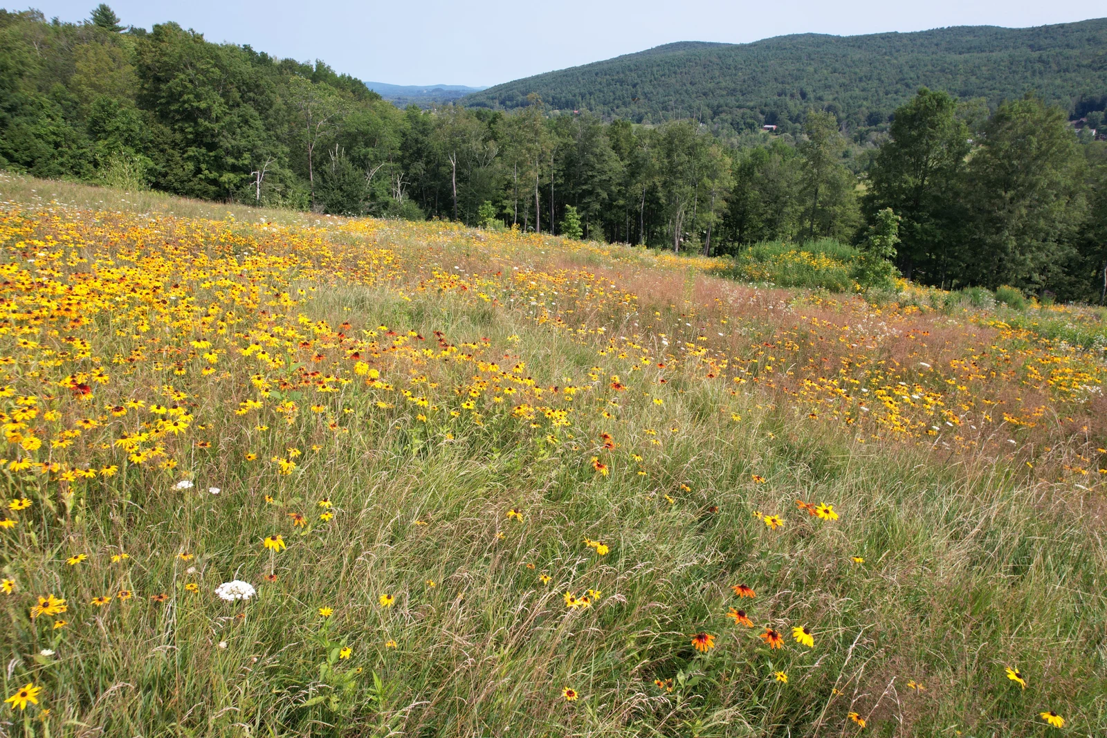 Flowering meadow with grasses and yellow wildflowers bordered by woodland