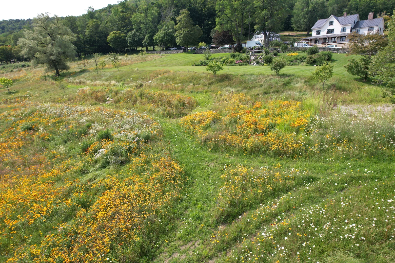An elevated view of meadow vegetation and paths near the woodland edge