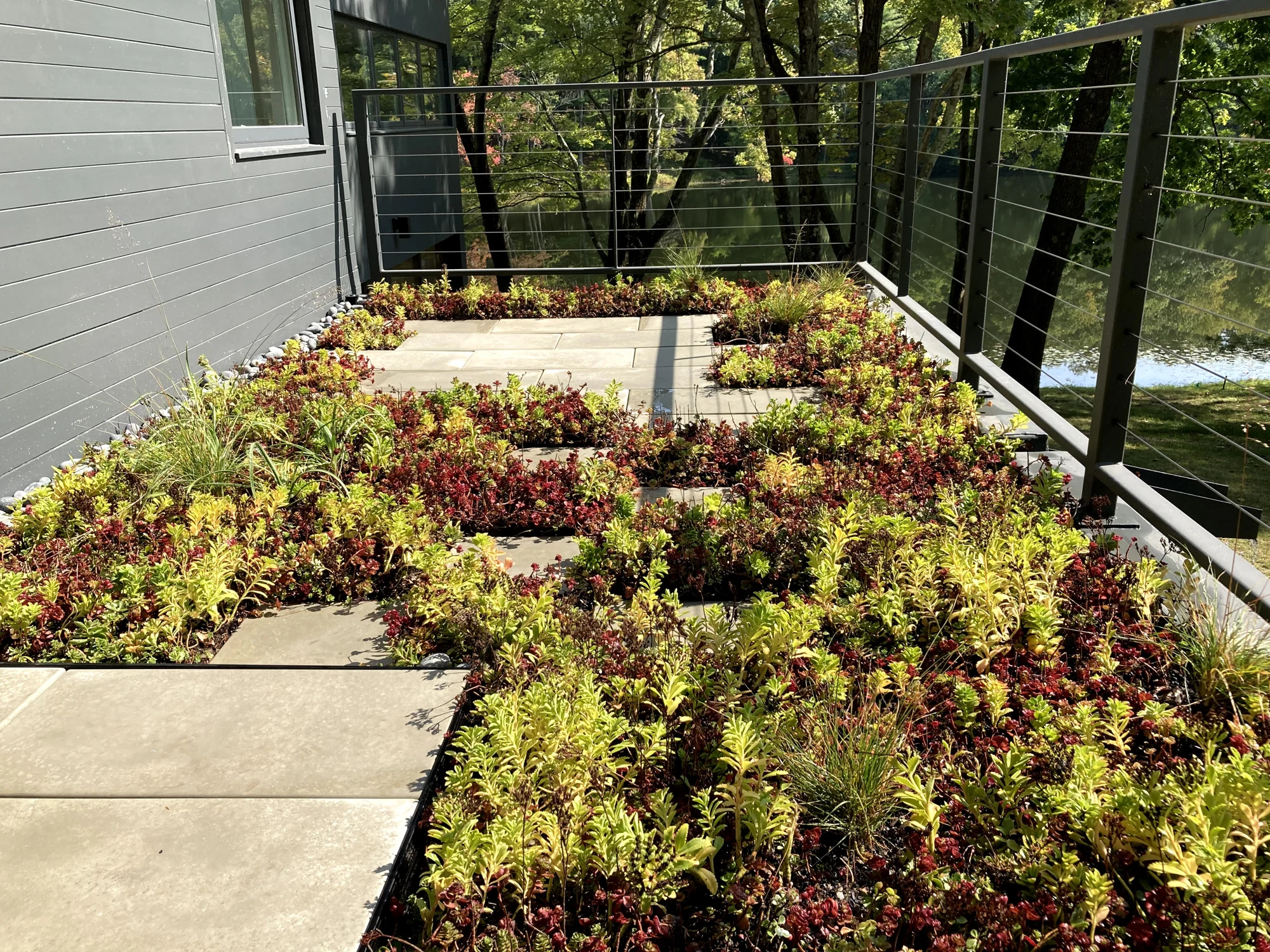 Paving leads through low roof planting beside the house and railing.