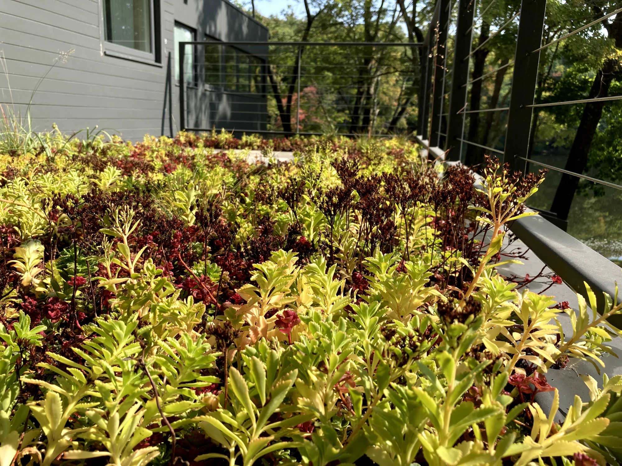Close view of the varied colors and textures of the succulent roof planting.
