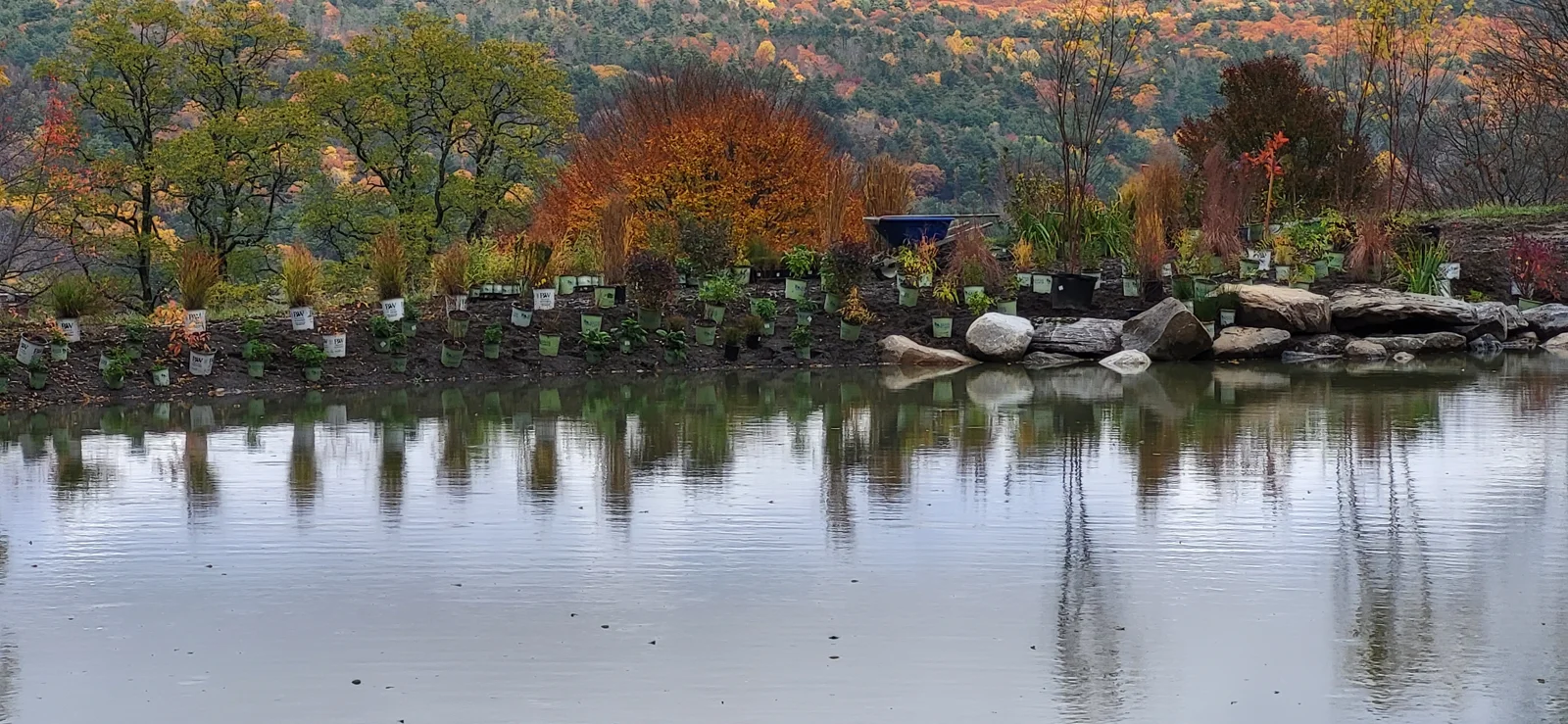 Pond planting · restoration in progress