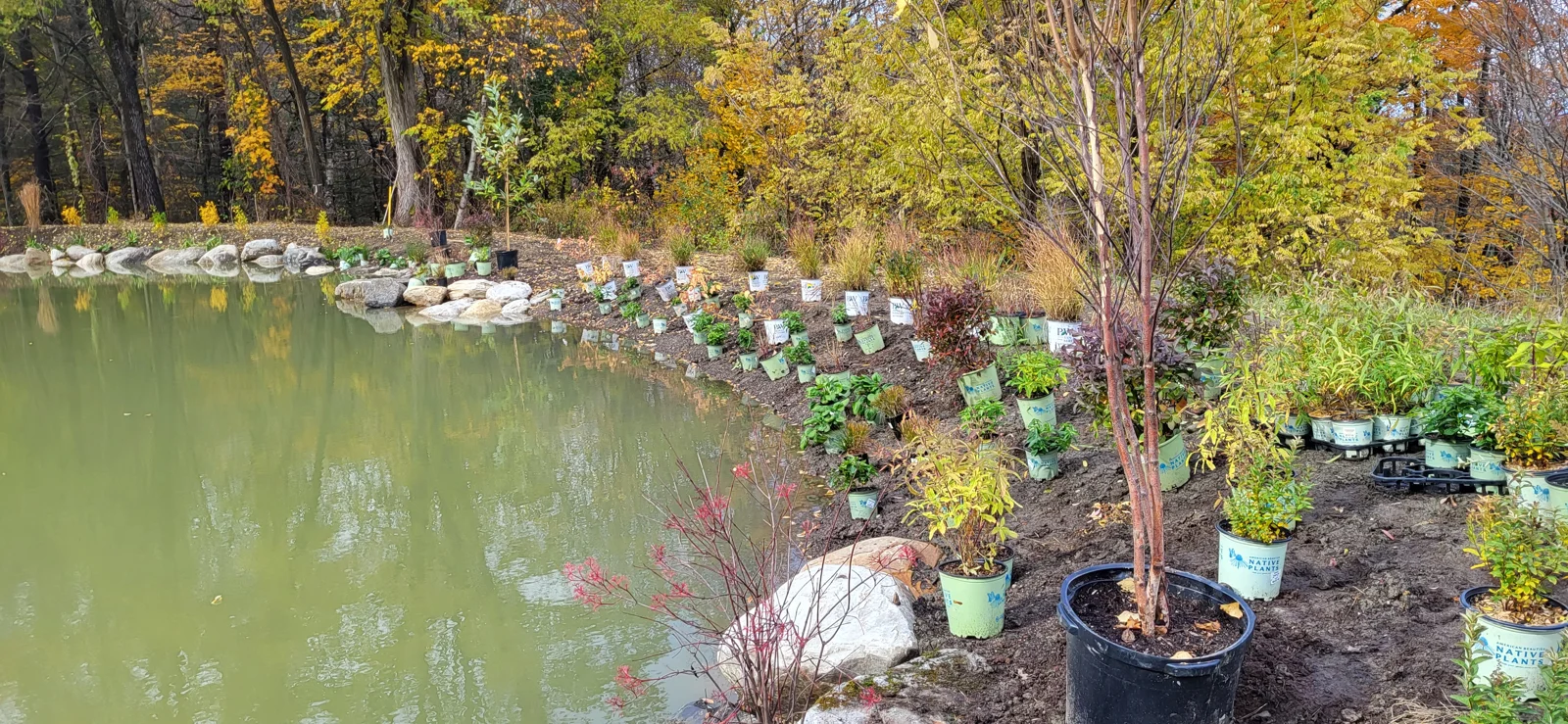 Pond planting · establishment work