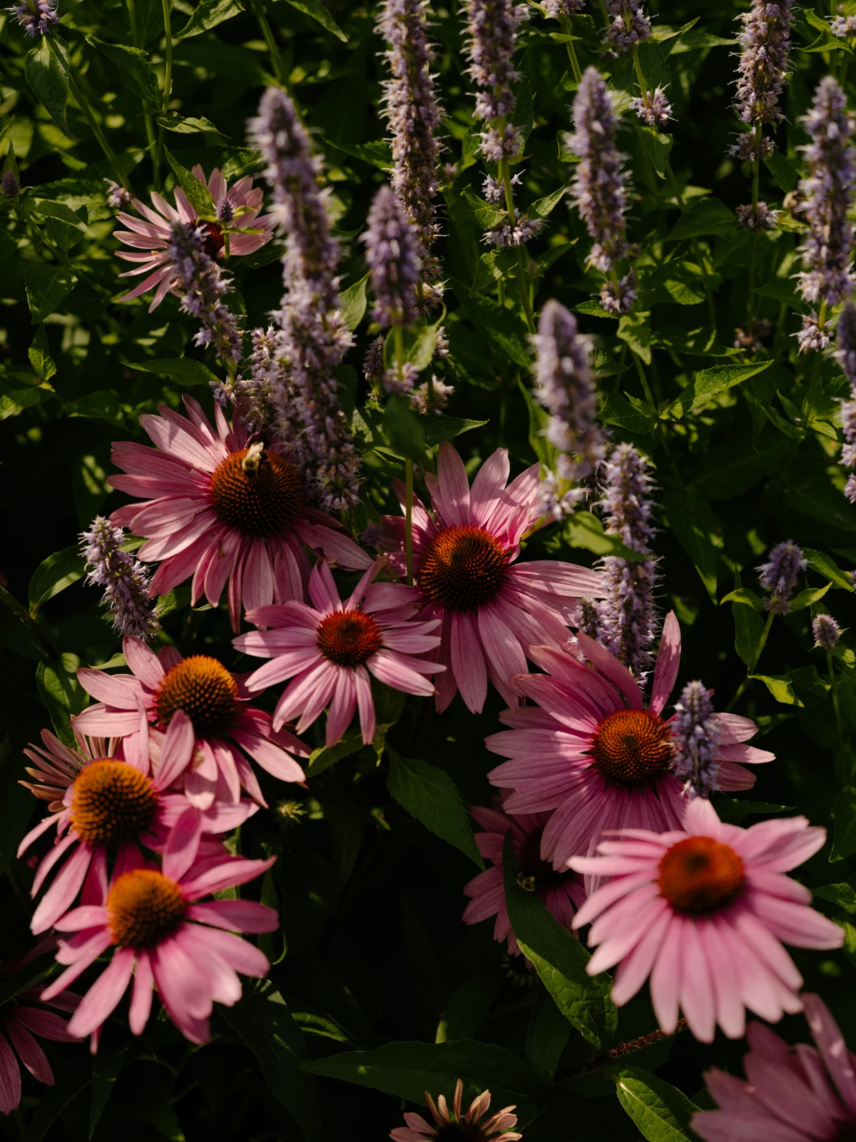 Native planting & habitat