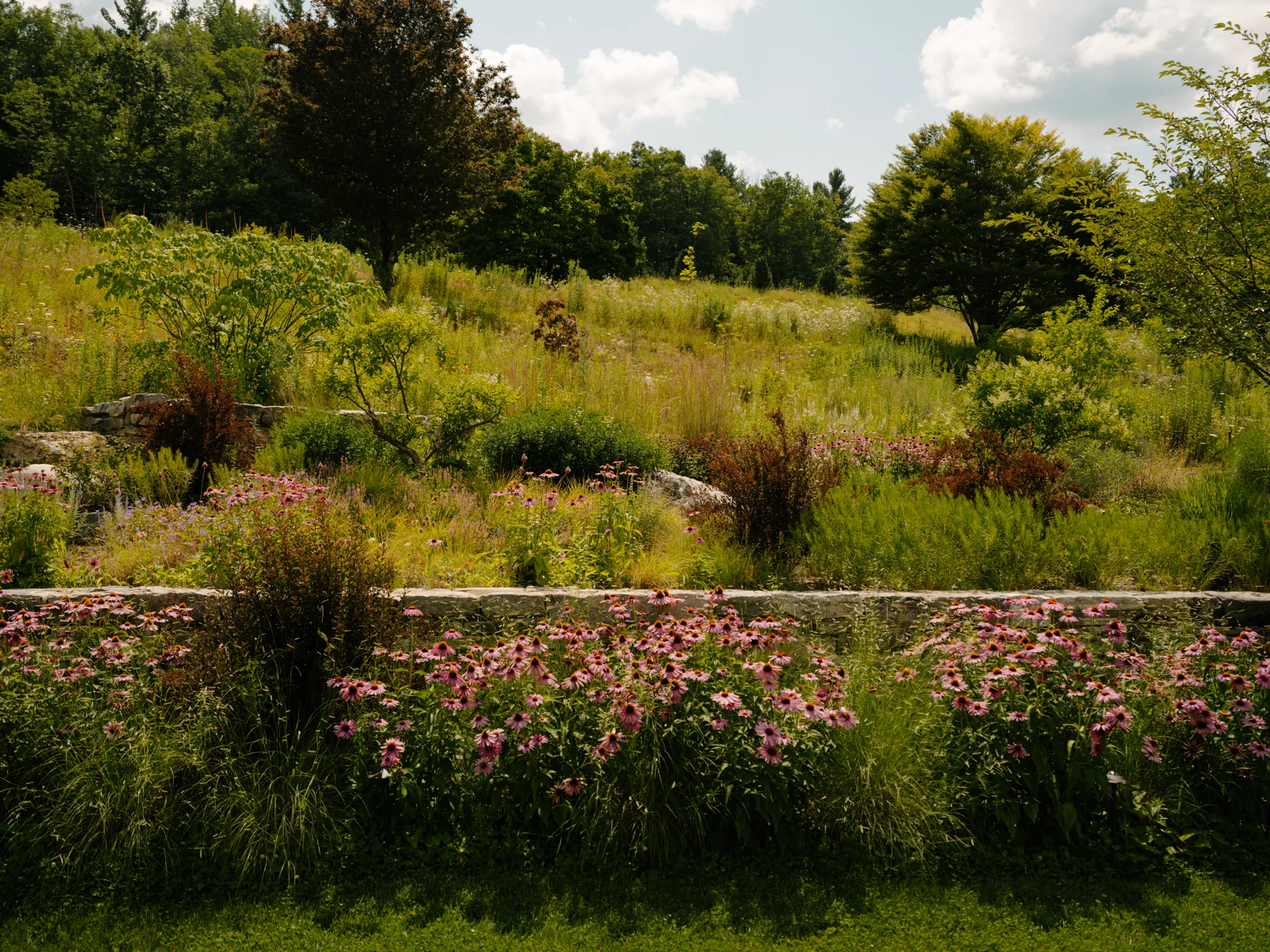 Flowering garden beds with pink coneflowers