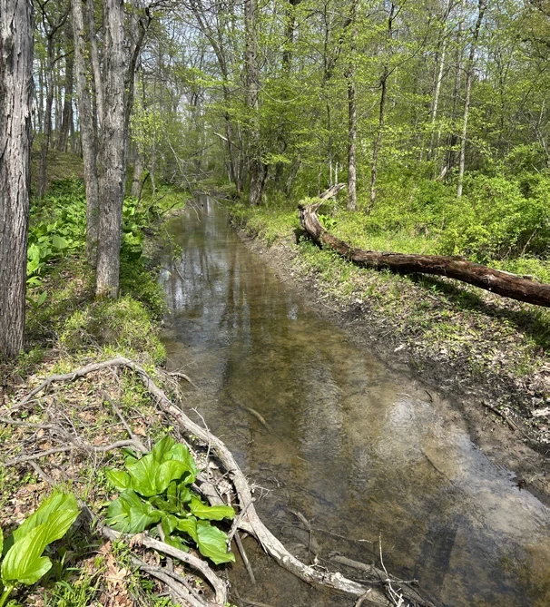 A wooded stream corridor with wetland vegetation along the water