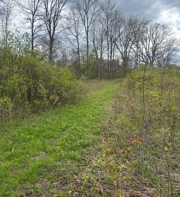Successional woodland at Bell’s Pond