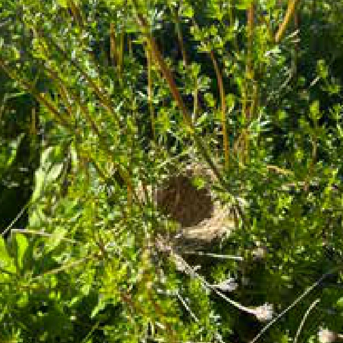 Grassland habitat at Bell’s Pond