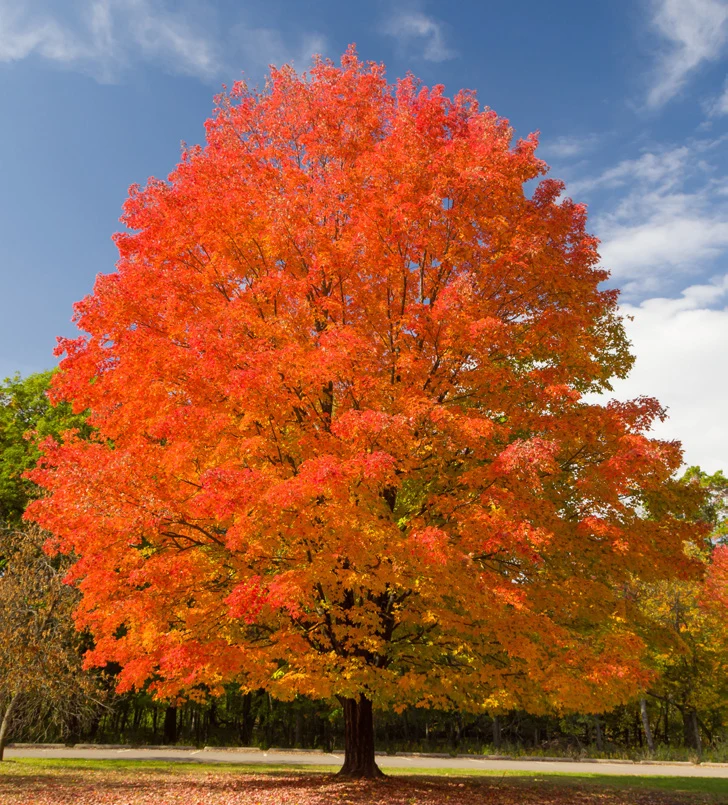 A large mature tree with a broad canopy of orange autumn foliage