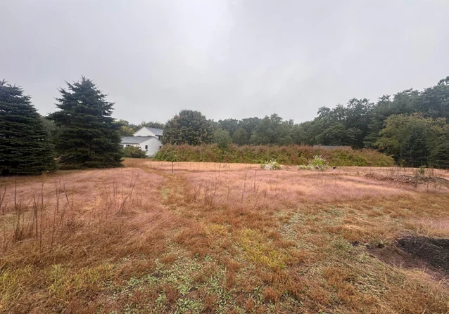 Meadow beginnings