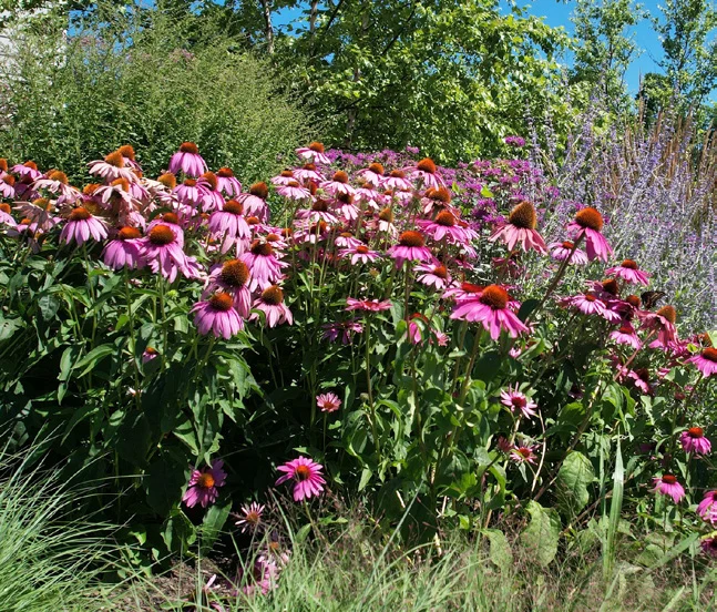 Layered coneflowers and perennial planting