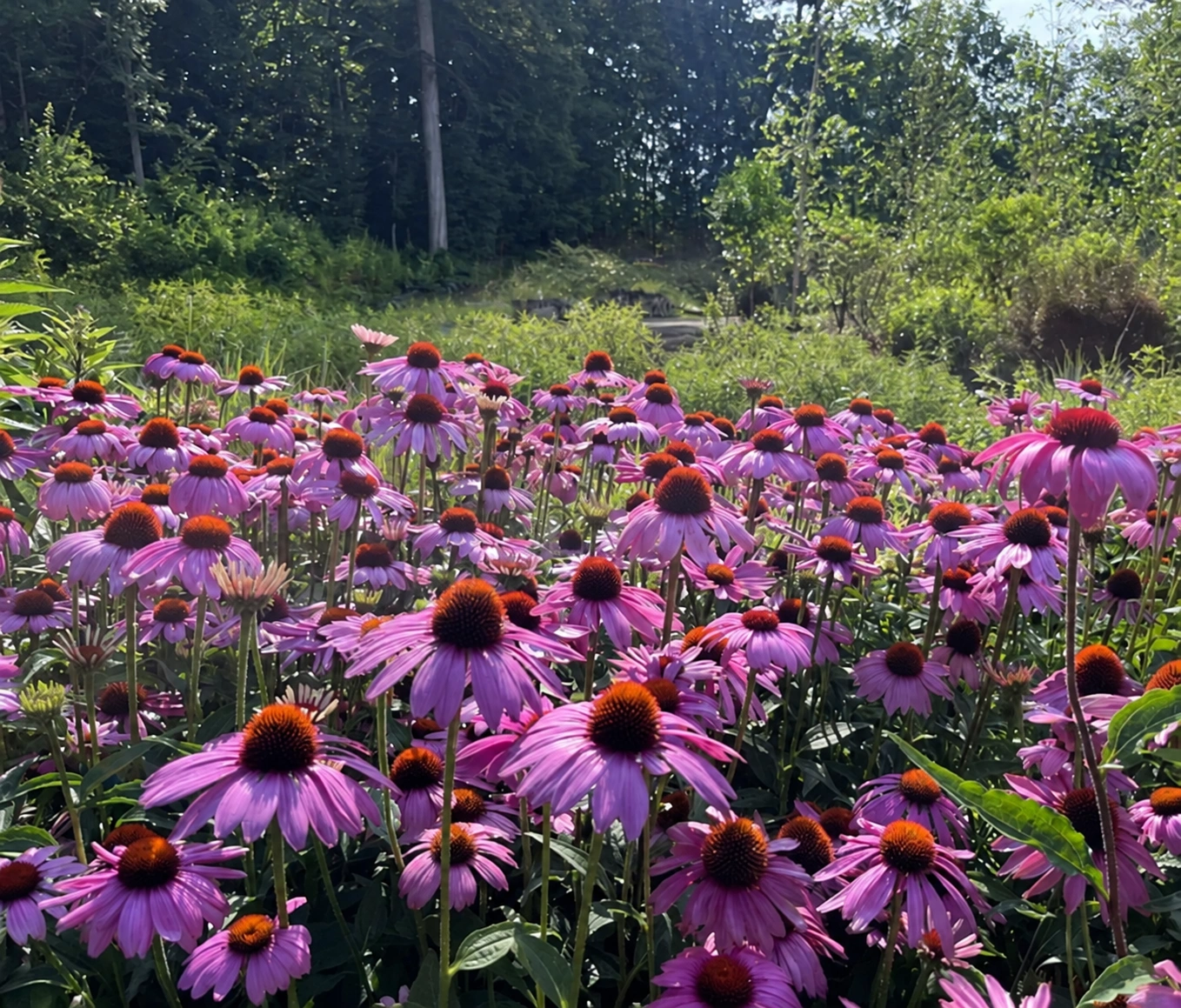 Flowering coneflowers in a meadow planting