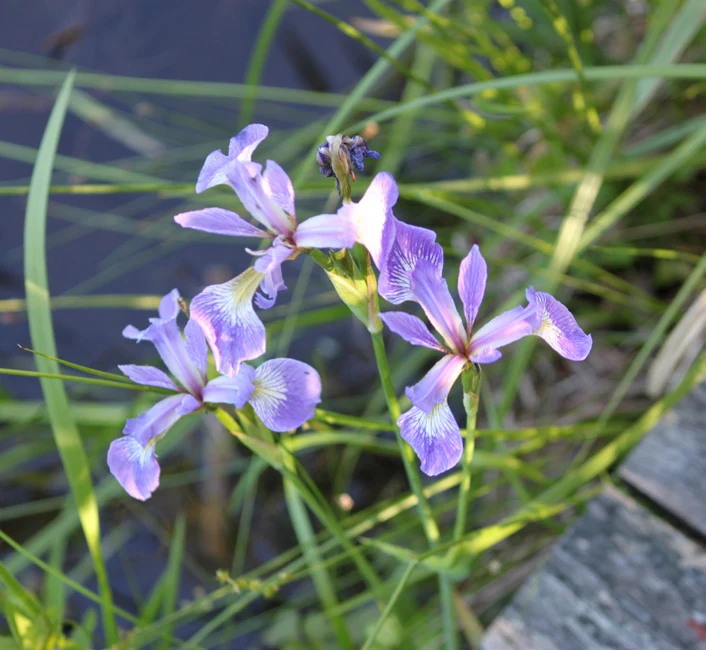 Iris flowering at the water’s edge