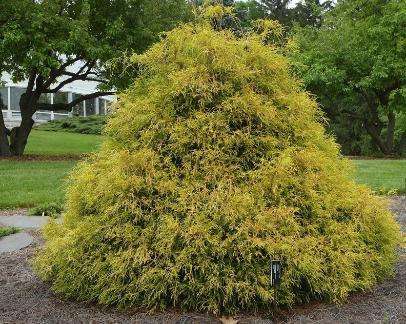 Evergreen foliage for a planted screen