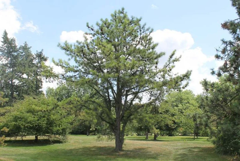 Pine canopy and open understory